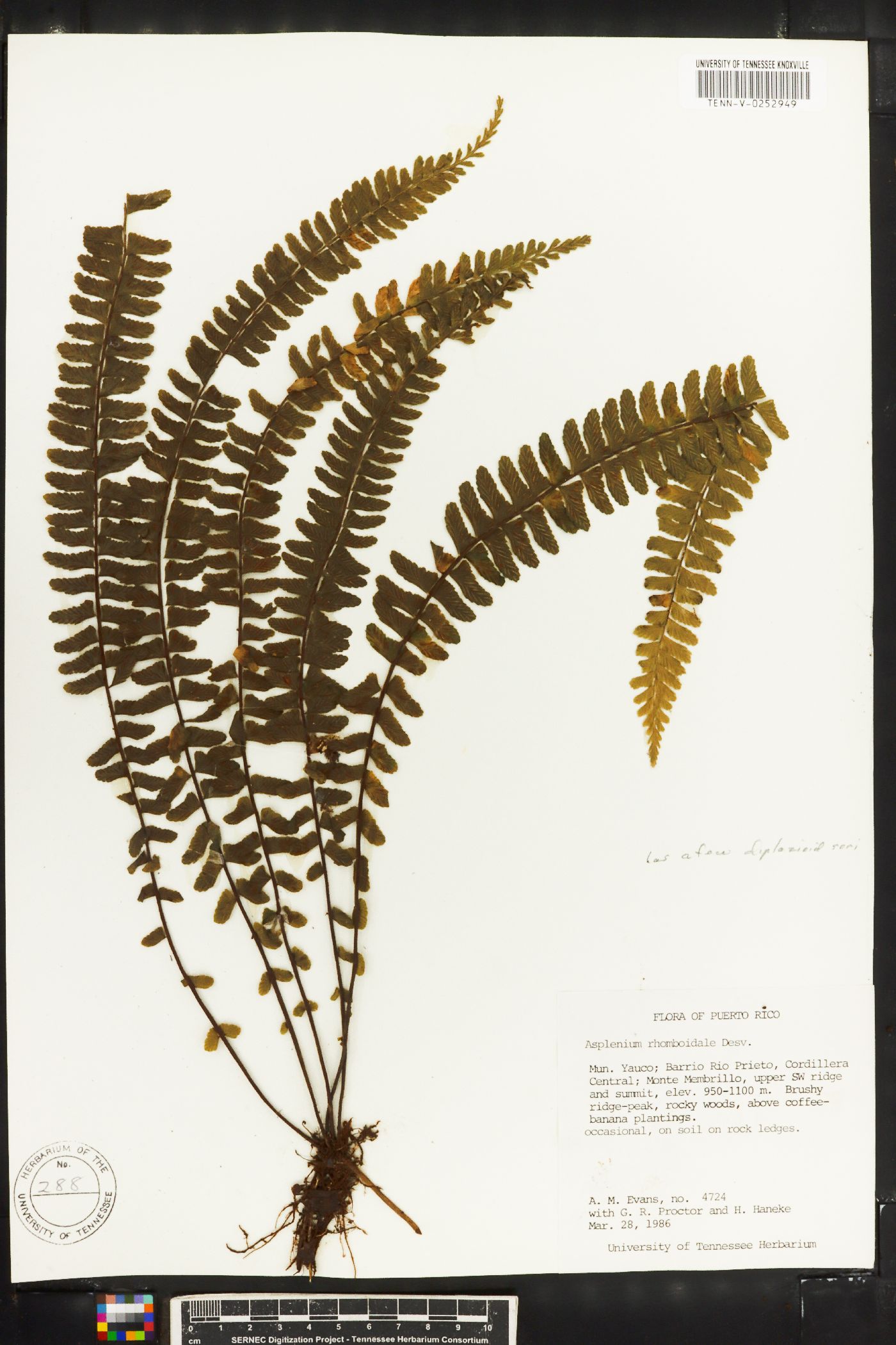 Asplenium rhomboidale image