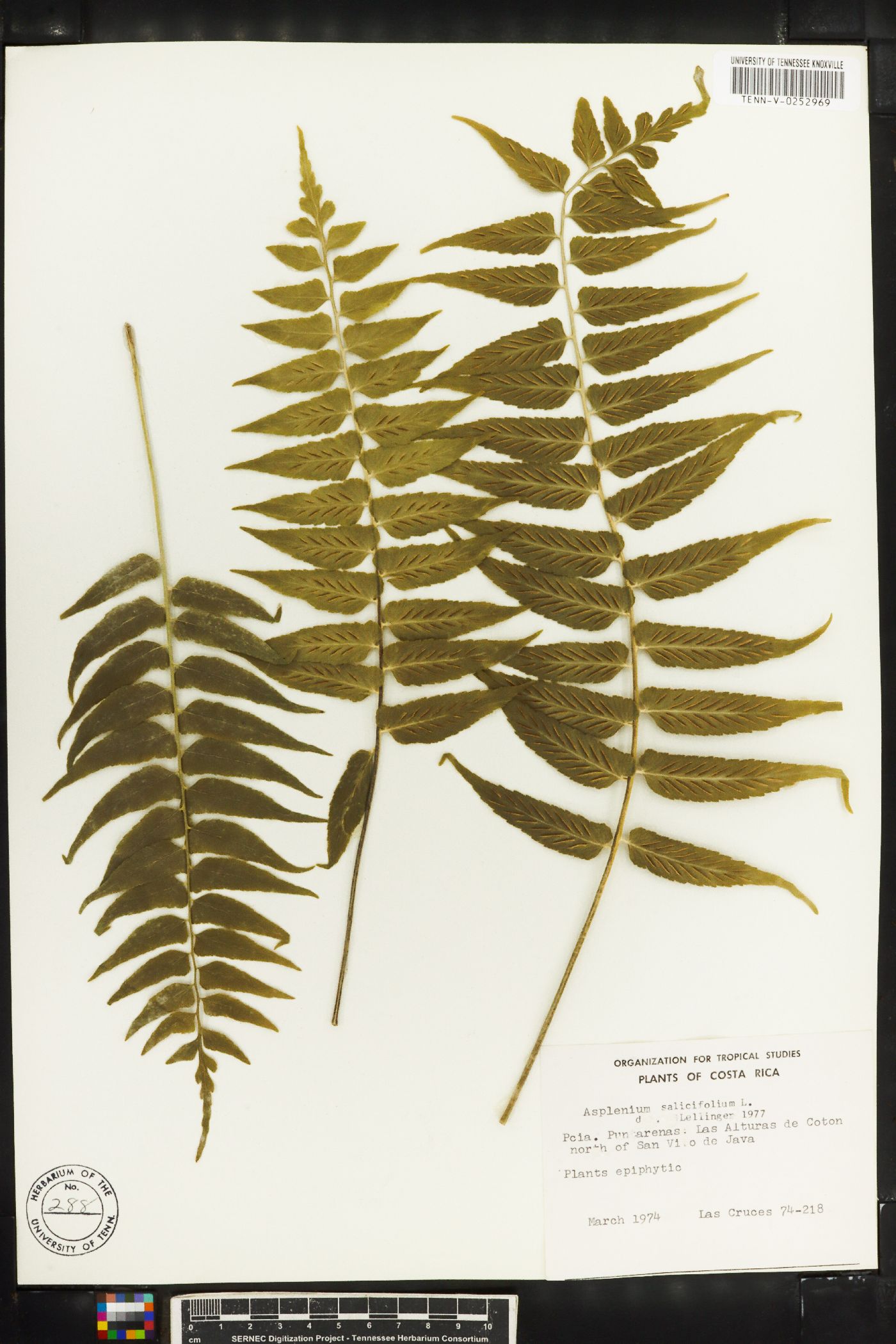 Asplenium salicifolium image