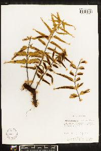 Asplenium serra image