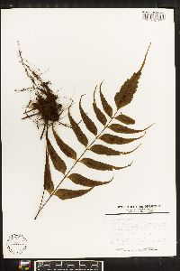 Asplenium serra image