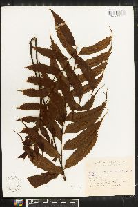 Asplenium serra image