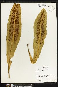 Asplenium serratum image