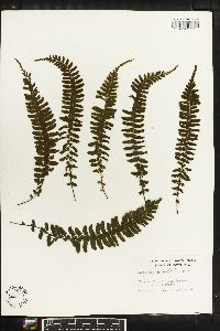 Asplenium sessilifolium image