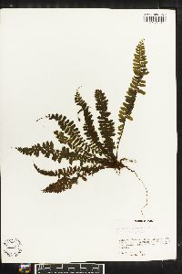 Asplenium hallii image