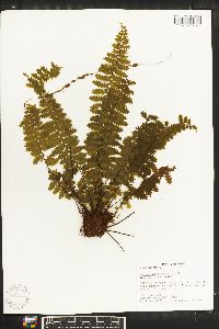 Asplenium hallii image