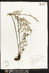 Asplenium theciferum image