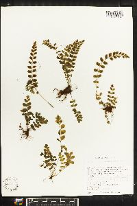 Asplenium dentatum image