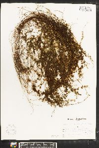 Asplenium triphyllum image