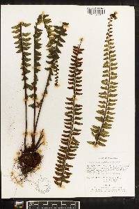 Asplenium bullatum image