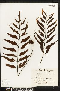 Asplenium adiantoides image