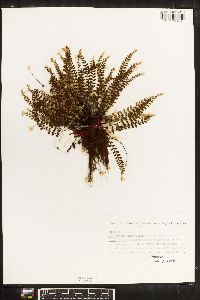 Asplenium adulterinum image