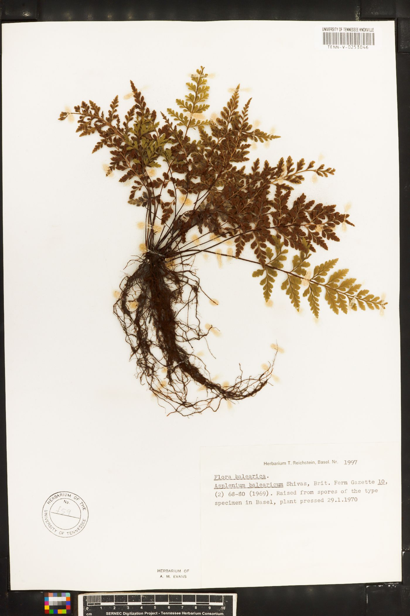 Asplenium balearicum image