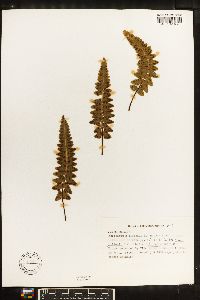 Asplenium obovatum subsp. billotii image