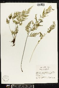 Asplenium cuspidatum image