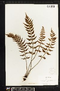 Asplenium caudatum image