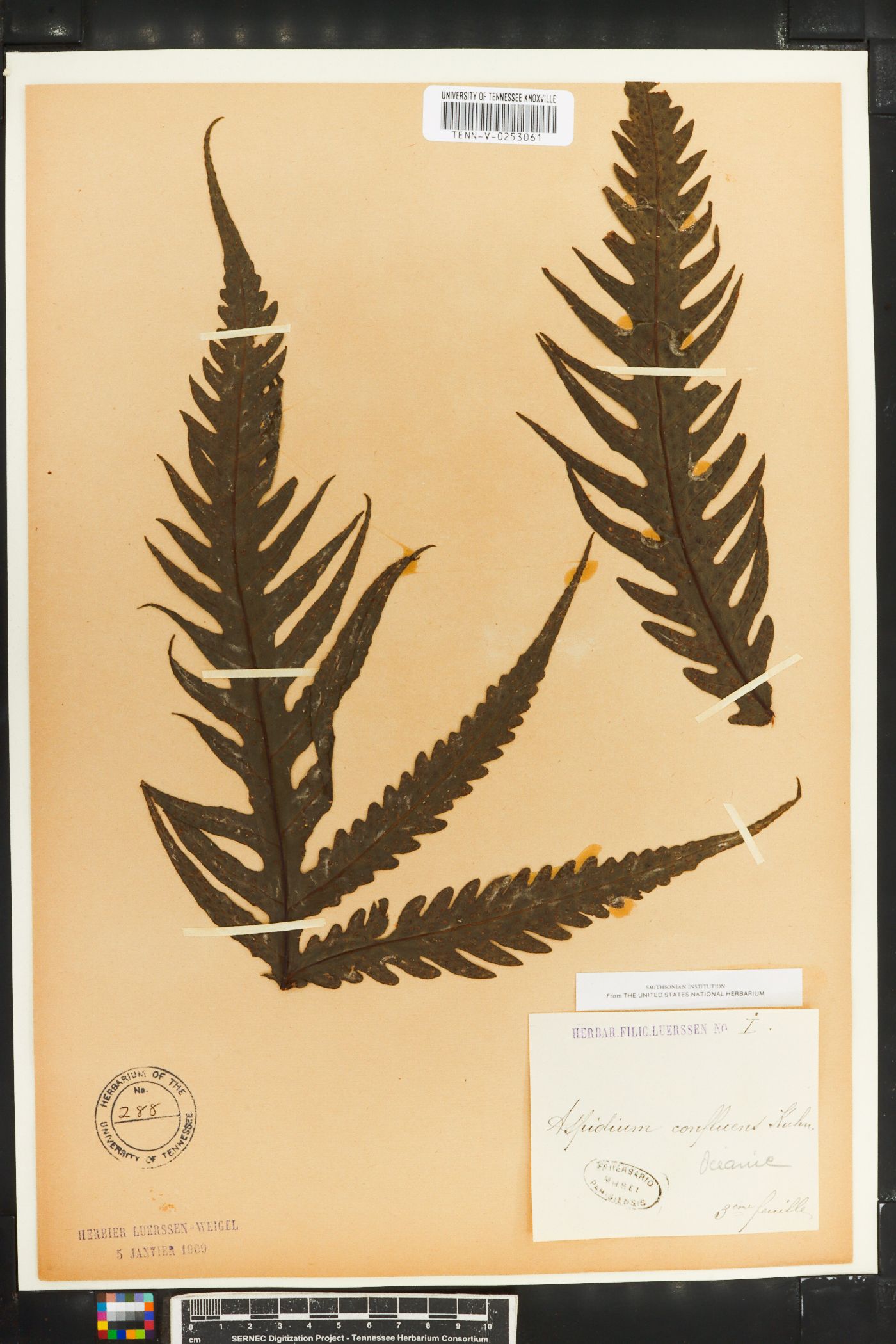 Asplenium coenobiale image