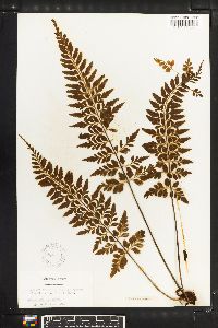 Asplenium cuneatum image