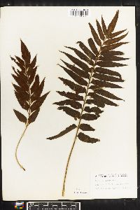 Asplenium enatum image