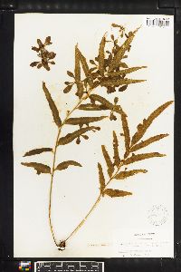 Asplenium enatum image