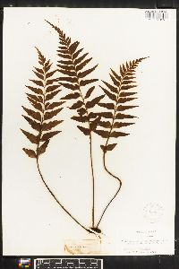 Asplenium polyodon image