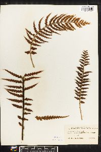 Asplenium horridum image