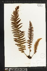 Asplenium horridum image