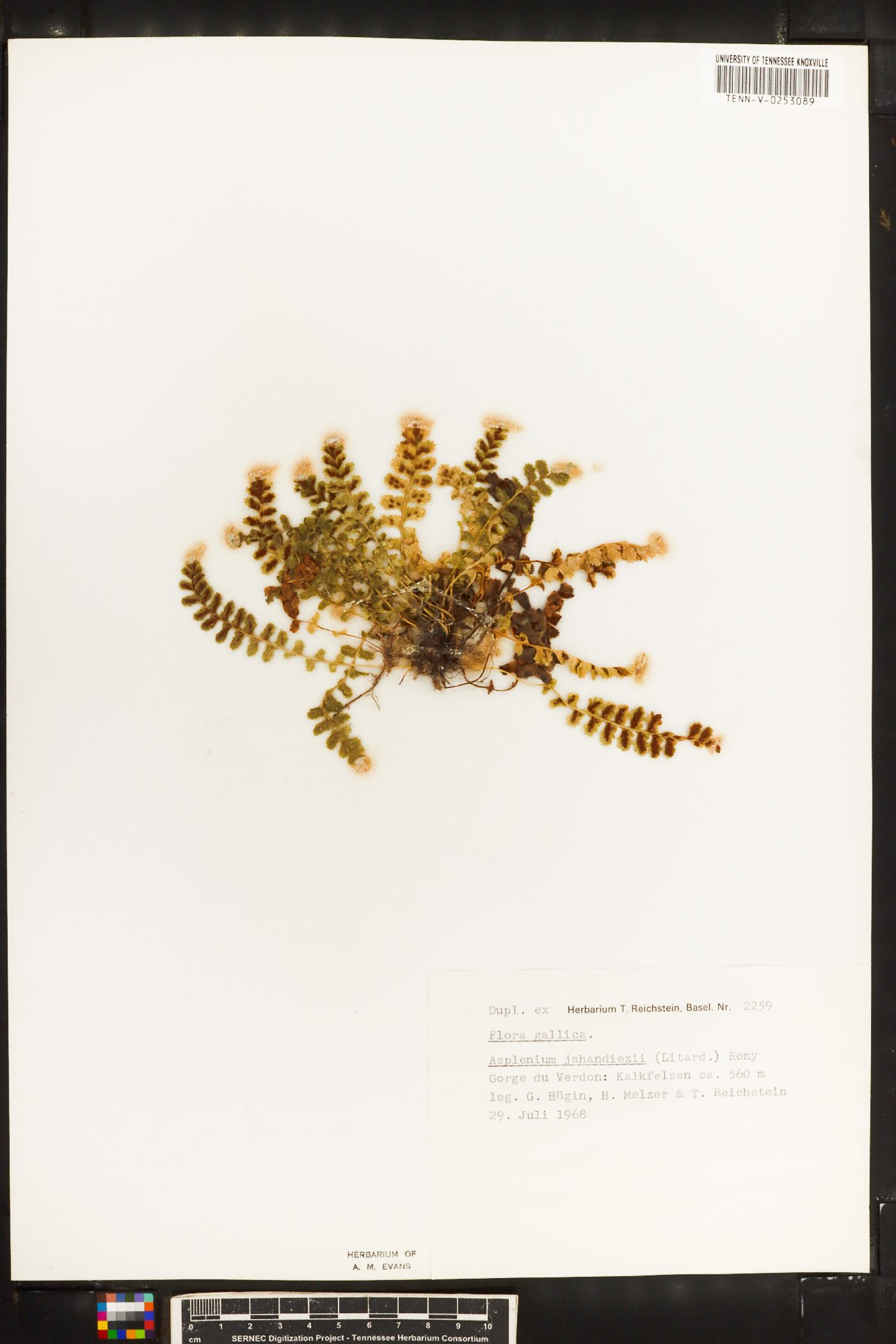 Asplenium jahandiezii image