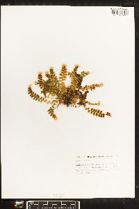 Asplenium jahandiezii image