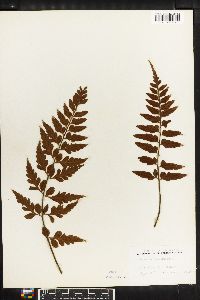 Asplenium lobulatum image