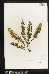 Asplenium lunulatum image