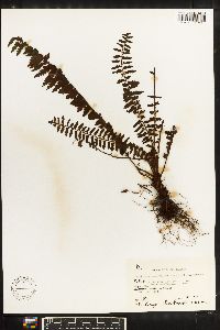 Asplenium lunulatum image