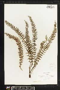 Asplenium lunulatum image
