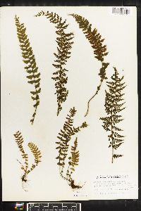 Asplenium macraei image