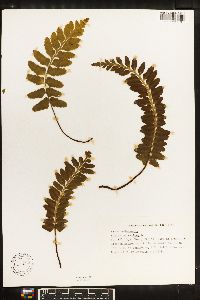 Asplenium sulcatum image