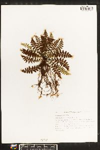 Asplenium petrarchae subsp. majoricum image