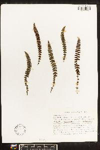 Asplenium petrarchae subsp. majoricum image