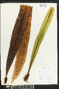 Asplenium nidus image