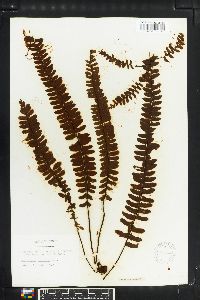 Asplenium normale image