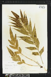 Asplenium obtusatum image