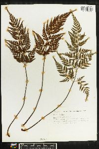 Asplenium onopteris image