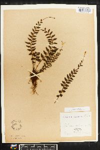 Asplenium paleaceum image