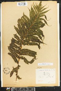 Asplenium patens image