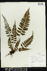 Asplenium lobulatum image