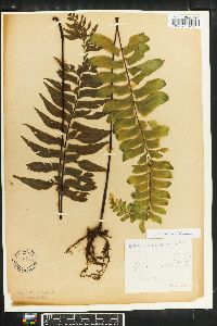 Asplenium resectum image
