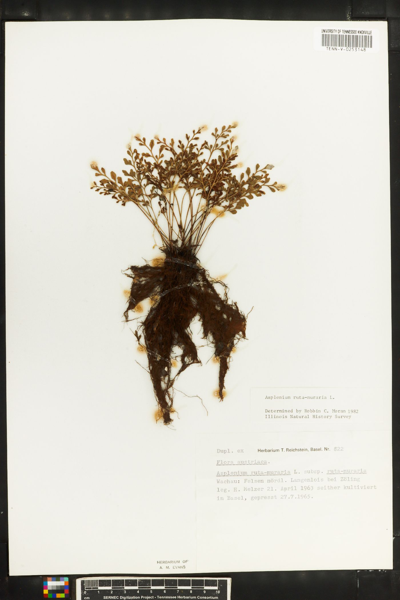 Asplenium ruta-muraria subsp. ruta-muraria image
