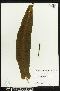 Asplenium scolopendrium image