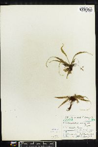 Camptosorus sibiricus image