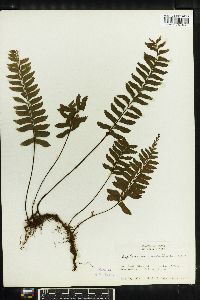 Asplenium unilaterale image