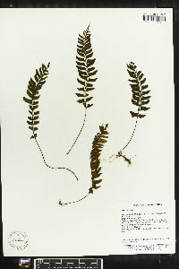 Asplenium unilaterale image