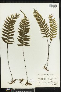 Asplenium unilaterale image